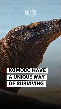 Komodo Dragons Survive in Ways You Didn’t Expect #komododragon #wildlife #nature