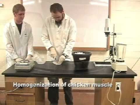 Protein Methods 2010 - Lab 3 Protein Extraction