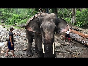 Elephant working 🐘🐘🐘