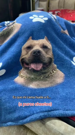 Muy adictivo por cierto ❤️🐶 #vikingo606 #mascotas #perros #americanbully #perrosbonitos