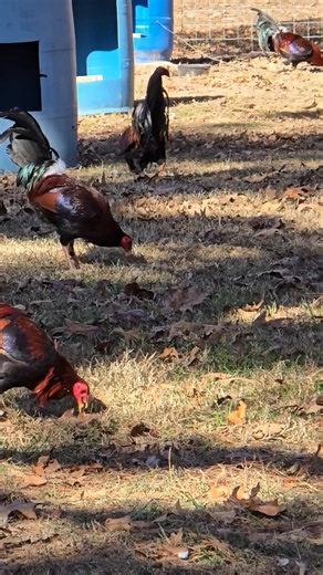 The corn will knock the crow right out if them for about 5 mins | Jared Walker