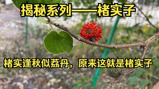 揭秘系列——楮实子：“楮实逢秋似荔丹”，原来这就是楮实子