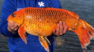 Some kids in Maple Grove, Minnesota recently caught an enormous goldfish in the lake outside their home. ‘Monster’ goldfish are turning up in many freshwater lakes across the US. The big fish are former pets. | Inside Edition