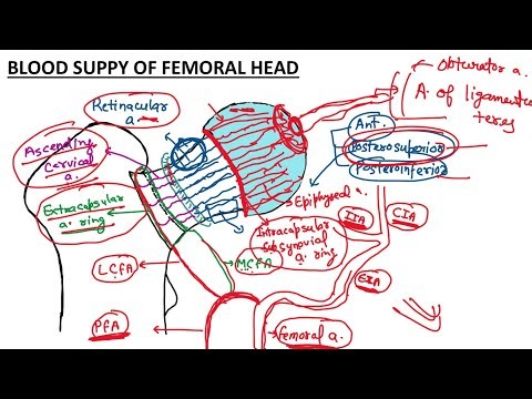 Blood Supply Of Femoral Head || Clinical Anatomy || Childhood Changes In Blood Supply