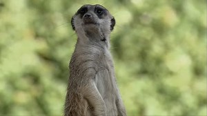 Wild Menu S01:E25 - Table Manners