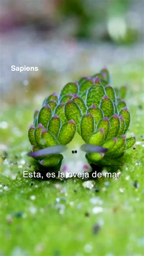 Costasiella Kuroshimae: La Babosa de Mar Bioluminiscente de Japón, Indonesia, y Filipinas