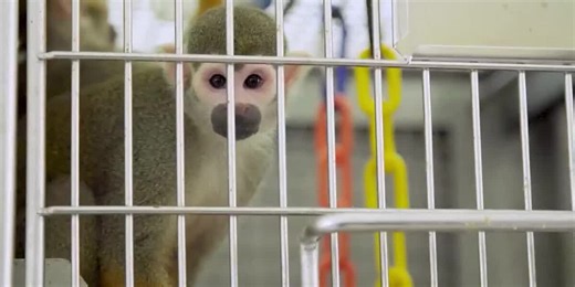 FDA to phase out animal testing requirements