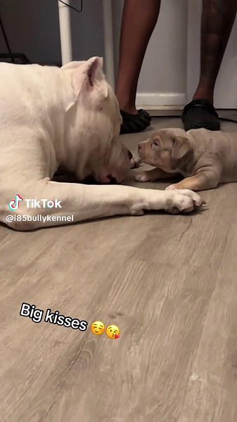#fyp #americanbully #rehome #puppiesoftiktok | Puppy Dogs