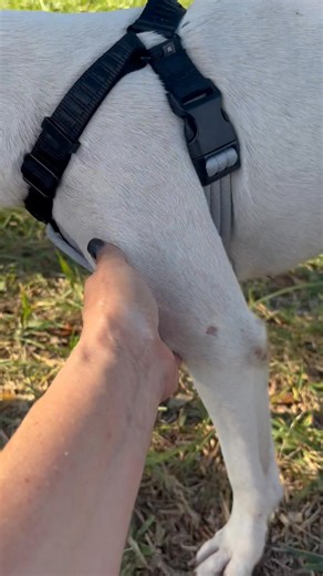 Please click share | Ana's Angels Animal Rescue