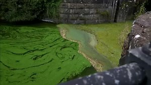 A BBC Spotlight investigation into potential causes of pollution in Lough Neagh has found that chicken producer Moy Park breached environmental rules on hundreds of occasions. Moy Park said it is committed to preserving the vitality of Lough Neagh. Patrick Fee reports. | BBC Newsline