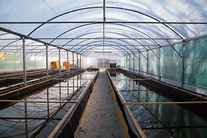 Take a look inside the UK's largest seagrass nursery site! - Ocean Conservation Trust