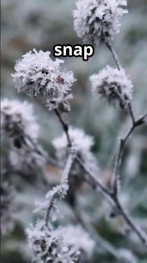 How To Save Your Garden From Surprise Frost Fast