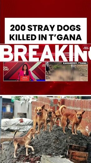 Telangana: Complaint Alleges 200 Stray Dogs Killed in Kamareddy, Police Probe Underway