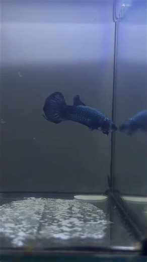 Gray Alien Mahachai Wild Betta #bettafish #aquarium #fishcare