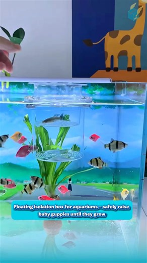 Floating isolation box for aquariums – safely raise baby guppies until they grow