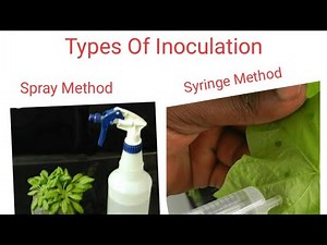 Different Techniques Of Inoculation | Types Of Inoculation In Plants