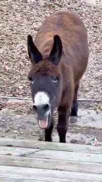 Silly Donkeys = Instant Happines. #funny #donkeys#funnydonkeys#cutedonkeys#sillyanimals #Animalshort