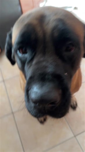 can’t get enough of this 😂 #HenryDuane #JosieNoelle #mastiff #dogsoftiktok
