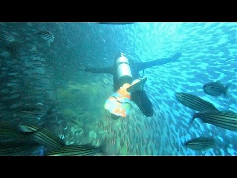 Gigantic bait ball engulfs divers and the result is mind blowing