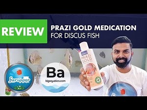 Prazi Gold Medication For Discus Fish || Big Aquatics