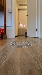 A little dose of Nonna chat this Wednesday to help get you through the rest of the week. I think she was mostly requesting pets but there could be some words of wisdom in there too 😅 #talkingcat #seniorcat #munchkincat #chattycat | Munckin Stevie