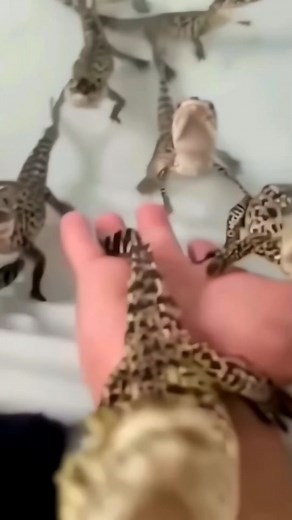 TheDailyGator on TikTok
