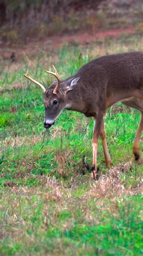 Even the little guys want in on the action! #bucks #deerhunting | Advanced Wildlife Solutions