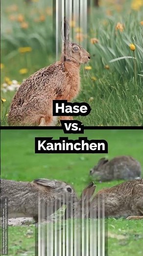 Hase vs. Kaninchen in 15 Sekunden | #Wissenshappen zu #Ostern