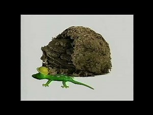 Henry's Amazing Animals Season 1 Episode 8 Animal Builders June 4, 1996