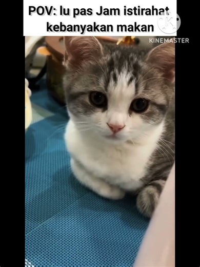 #music #song #cat #funny #memes #fyp #cutecat