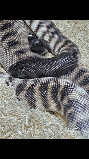 Black Head Python breeding