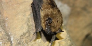 How you can keep bat populations safe this Bat Week