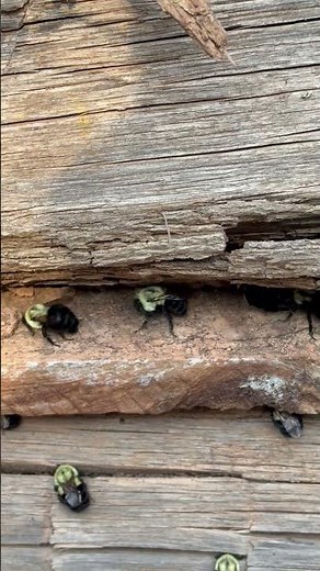 Eastern Carpenter Bee Meetup #carpenterbees