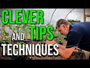 How To Stake and String Tomatoes | Tying Up Tomatoes | How to Tie and Stake Tomato Plants