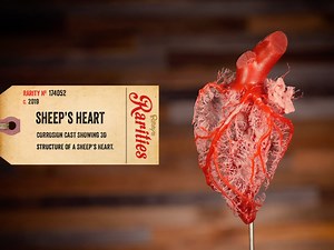 6.7K views · 116 reactions | This incredible 3D model of a sheep's heart was created using the #corrosion casting process, which involves draining all fluid from the animal and replacing it with colored resin to create a detailed model of the blood vessels. | Ripley's Believe It or Not! | Facebook