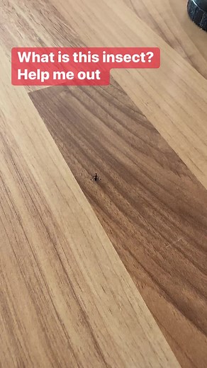 18K views · 80 reactions | Identify this insect for me! Help me out I need to know #insects #britishinsects #britishwildlife | Swally Walton Family | Facebook