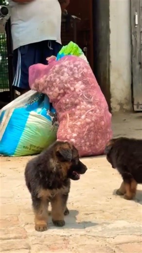 8810623046 German Shepherd puppy available 🐾 trained vaccinated top quality ❤️ #gsdlover
