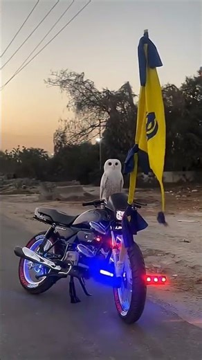 owl is bike driving