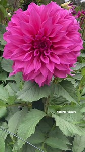134K views · 4.9K reactions | Beautiful dahlias in the garden ♥️ | Natural flowers | Facebook