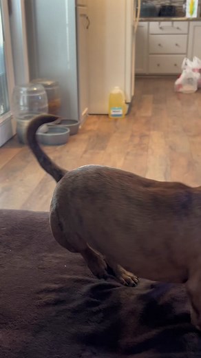 Adorable Chiweenie's Hilarious Couch Hopping Escapades