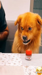 Two dogs, one slice. The ultimate test of friendship. 🐾🍕 #pet #funny #dog #foryou #asmr | Stanley Dirt Mardim