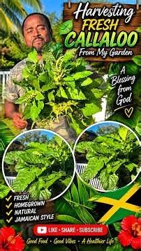 Fresh CALLALOO Straight From My Garden! 🌿🇯🇲 A Taste of Jamaica at Home #JamaicanCallaloo