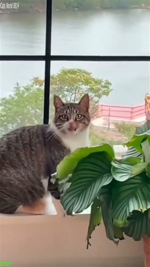 Cat Lover 🐱 #cat 🐈‍⬛ # Ep 8211