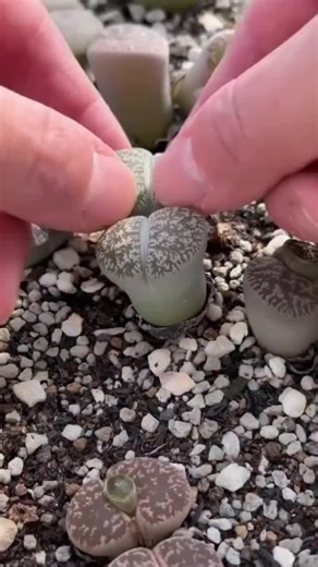 Exploring Doctor Strange in the Multiverse of Madness