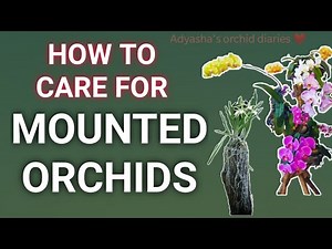 How to care for mounted orchids (light, watering, fertilizer)