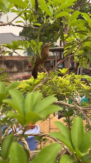 Tiếng hót chim họa mi hay nhất