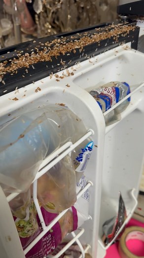 ZOMBIE HOUSES on Instagram: "MAGGOTS!!! This house was just occupied a few days ago. How do people live like this!??? Welcome to Zombie House Flipping! #ZombieHouses #ZombieHouseBuyers #ZombieHouseFlipping . . . . . . #hoarder #hoarders #fixerupper #homerenovation #demo #squatter #squatters #maggots #junk #junkremoval #dumpster #cleanup #renovation #flip #remodel #homeremodel #demolition #trash #homedecor #decor #design #homedesign"