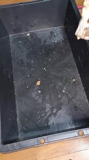 Cleaning Food Scraps from Plastic Containers