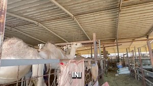 2.3K views · 19 reactions |  *PROMO KORBAN KAMBING DIMEKAH RM799...