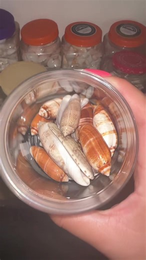 she has so many shells its insane actually 😅 #seashells #floridalife #beach #collection #lol #foryourpage #fypage #foryou #miami #like #grandma #retirement #walk #wow #amazing #beauty #nature